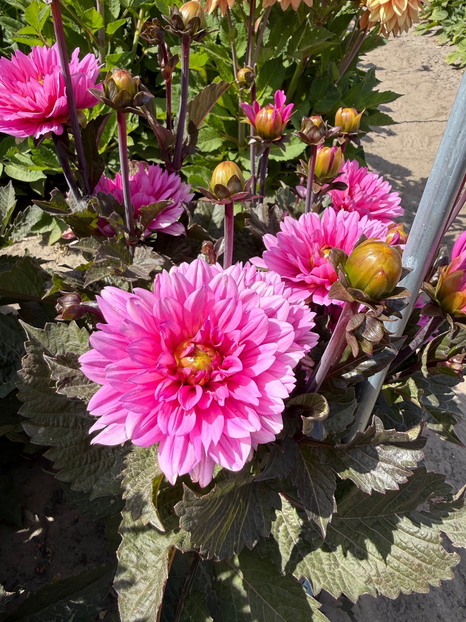 Dahlia Melody Fanfare