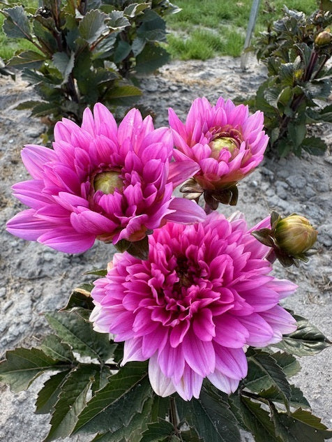 Dahlia Melody Fanfare