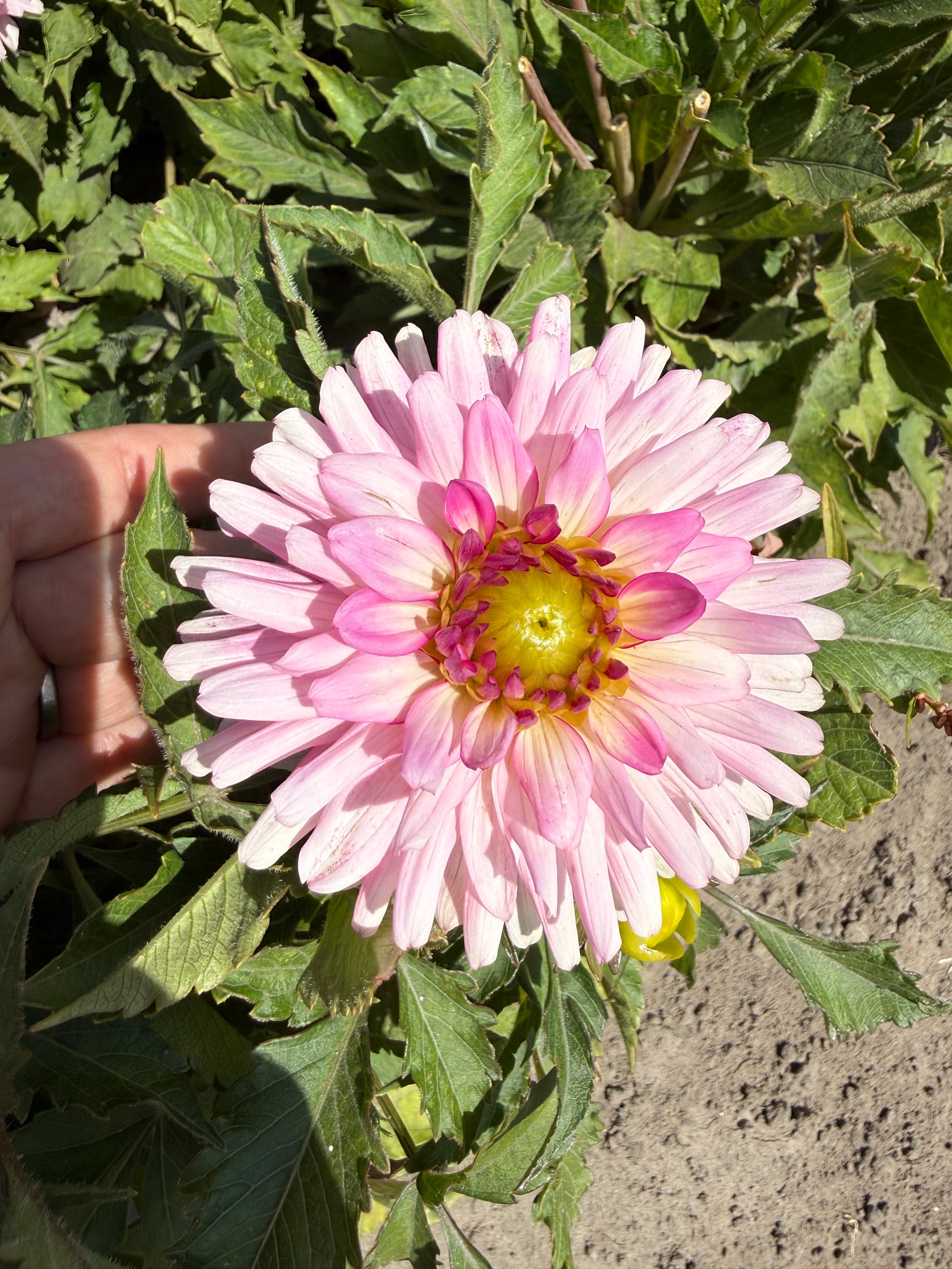 Dahlia Melody Harmony
