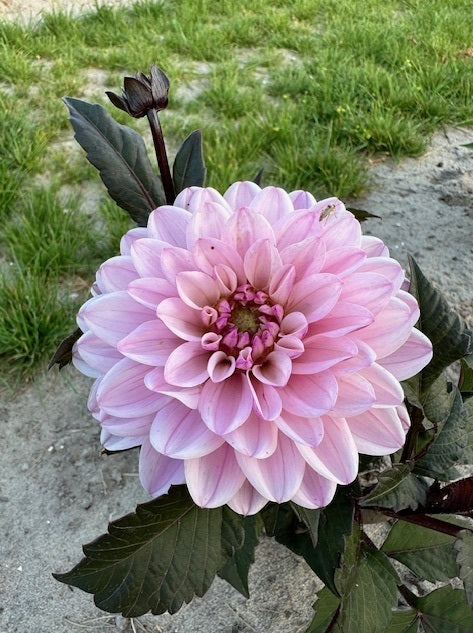 Dahlia Melody Harmony