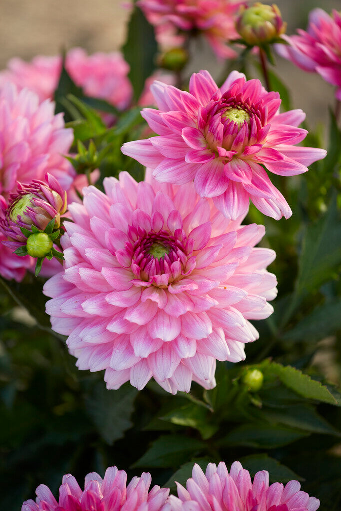 Dahlia Melody Lizza