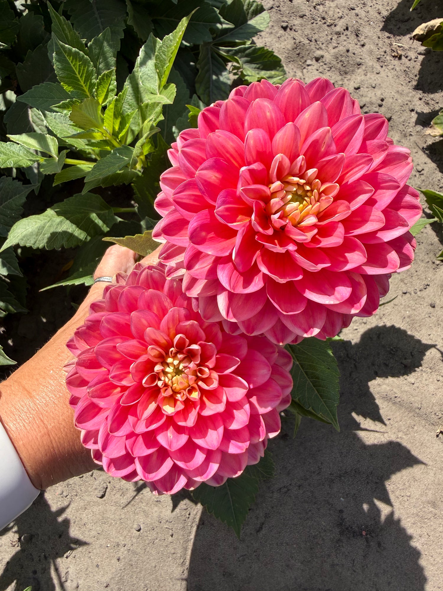 Dahlia Melody Pink Allegro
