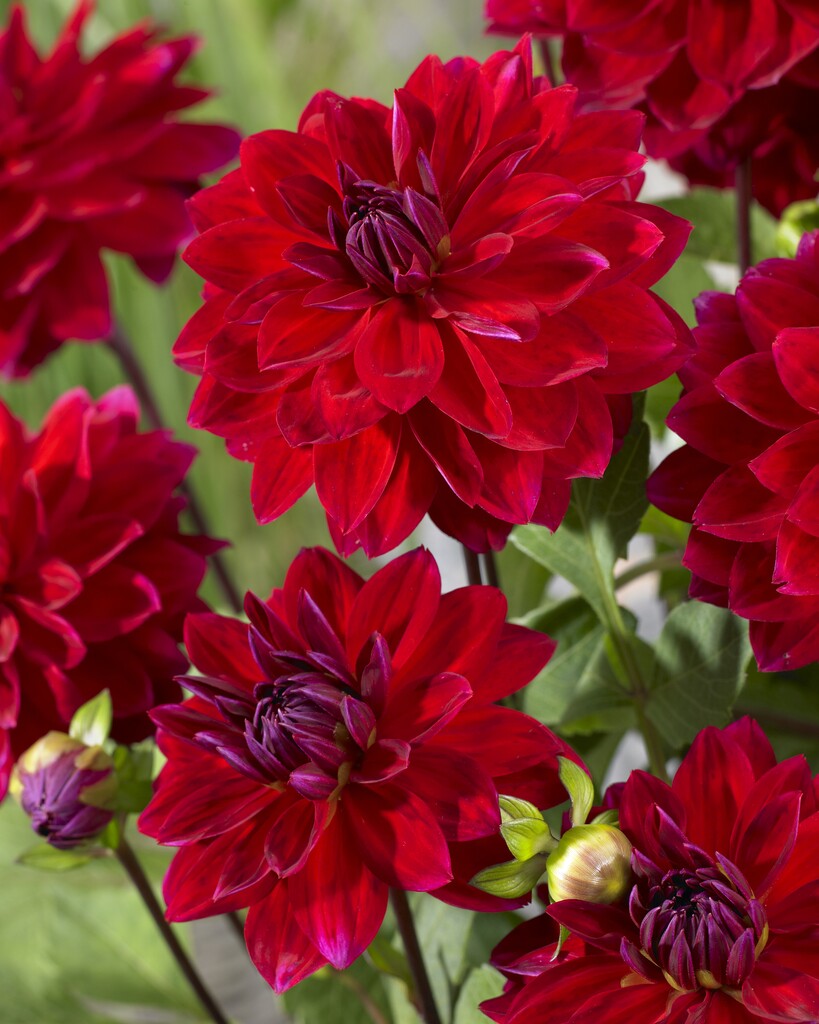 Dahlia Menorca
