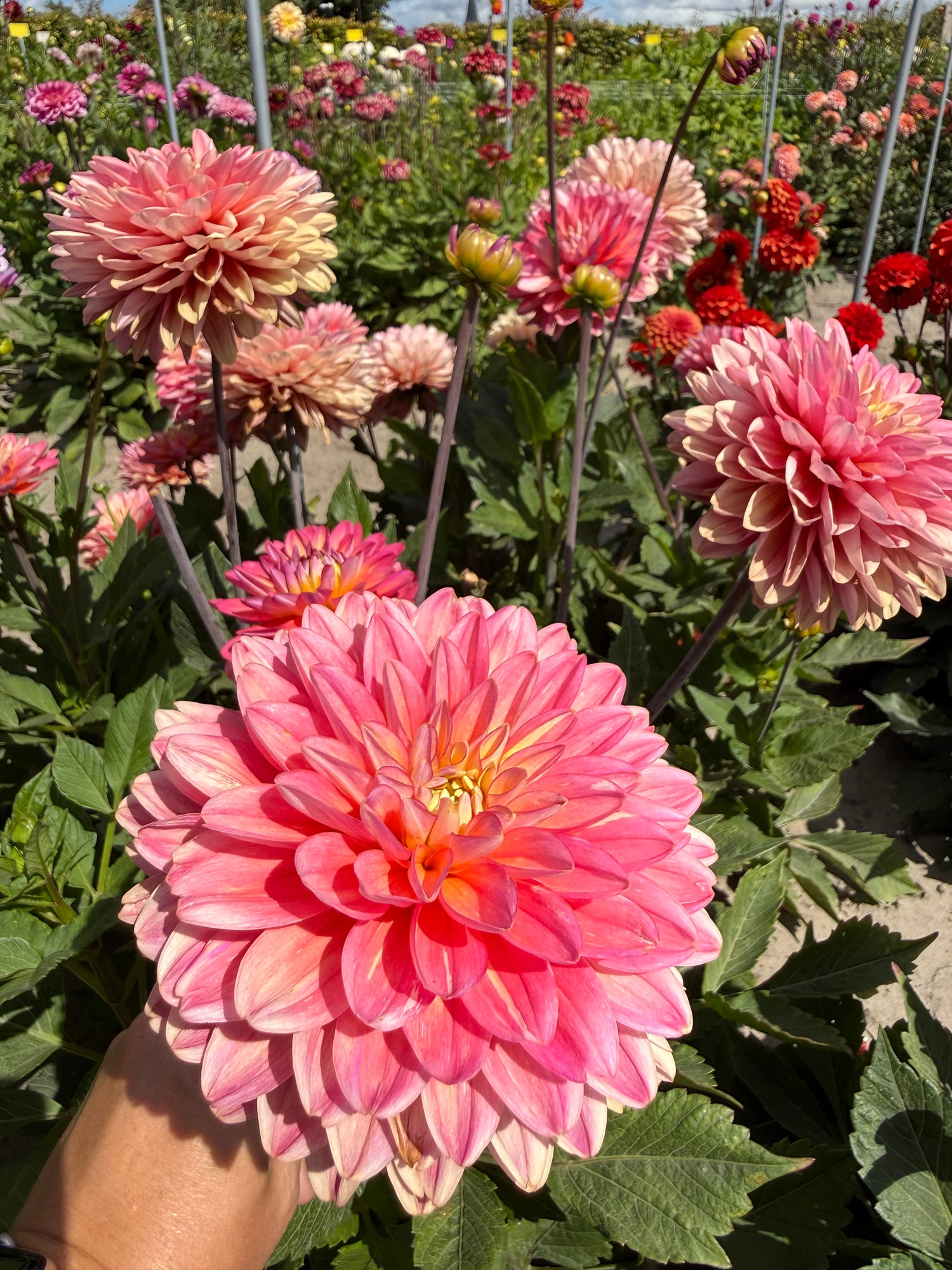 Dahlia Melody Allegro