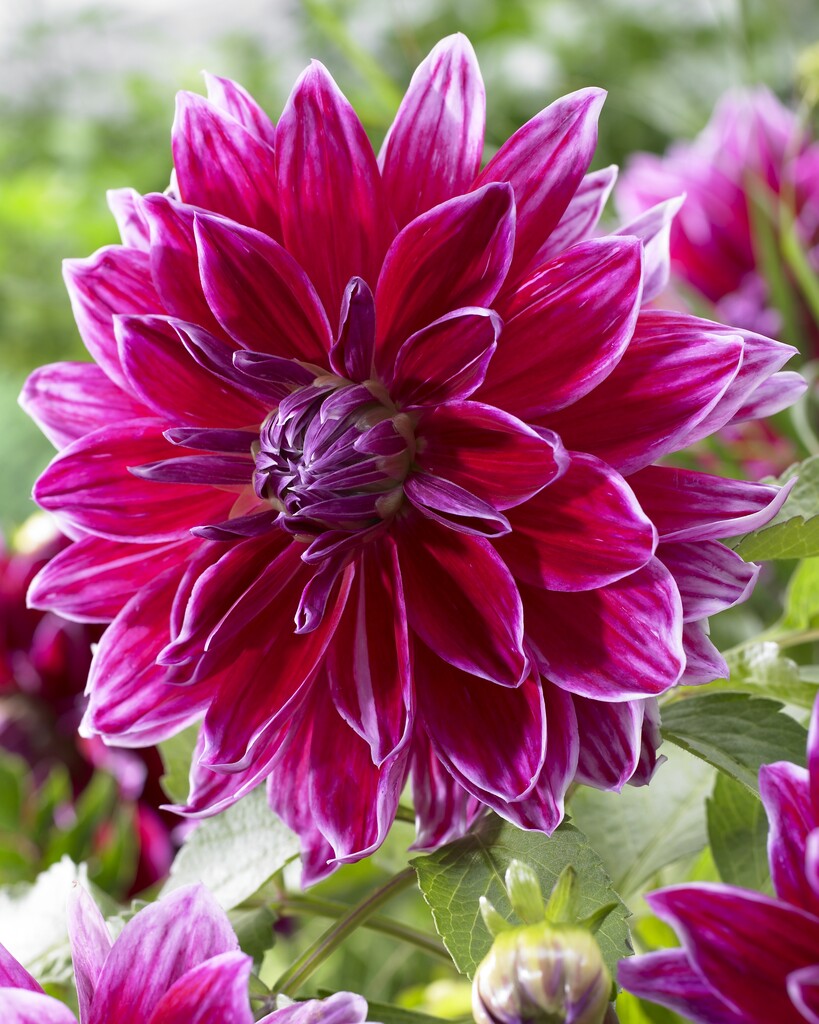 Dahlia Mero Star