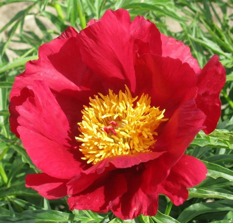 Paeonia Merry Mayshine 3/5