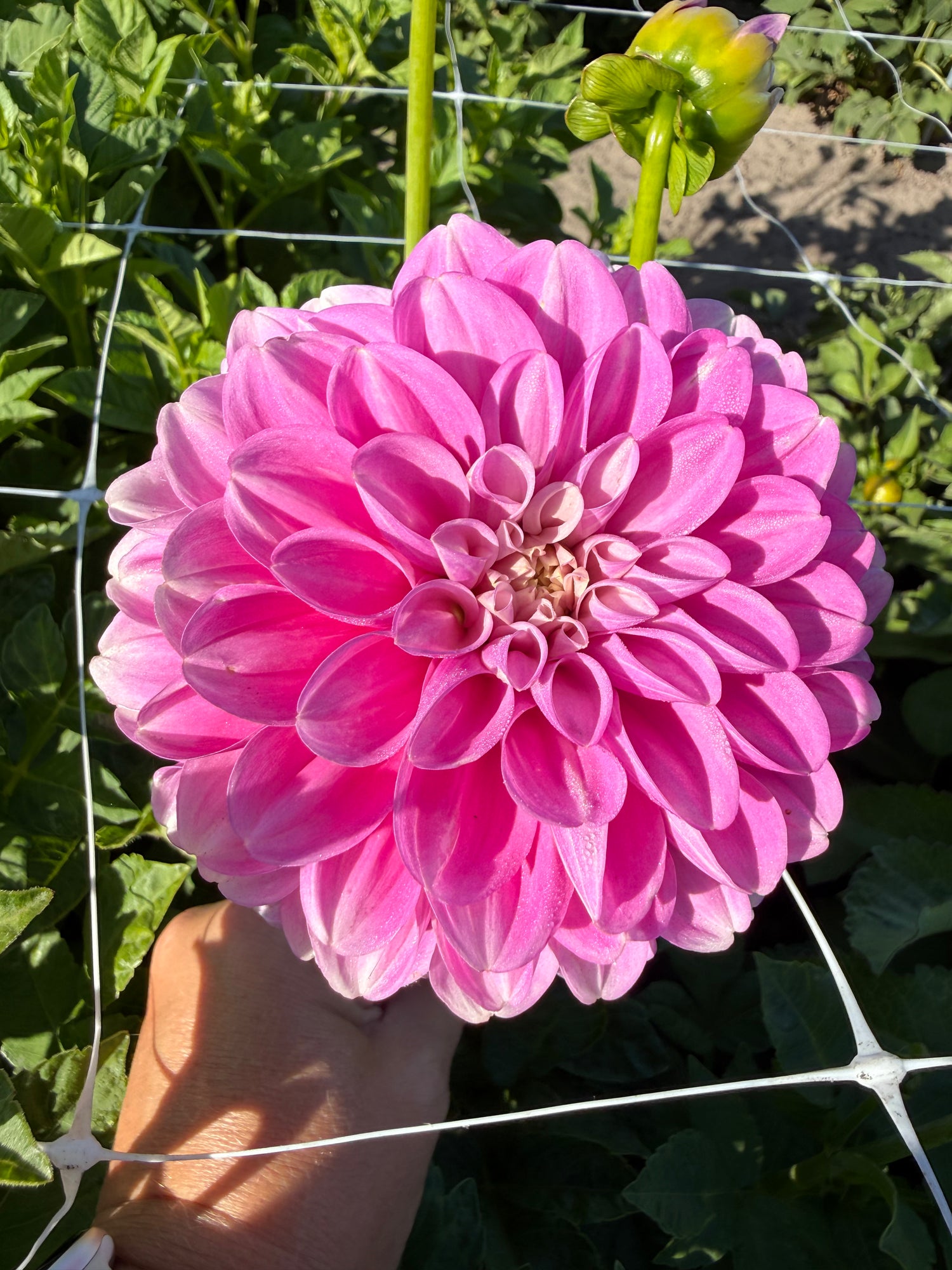 Dahlia Meva