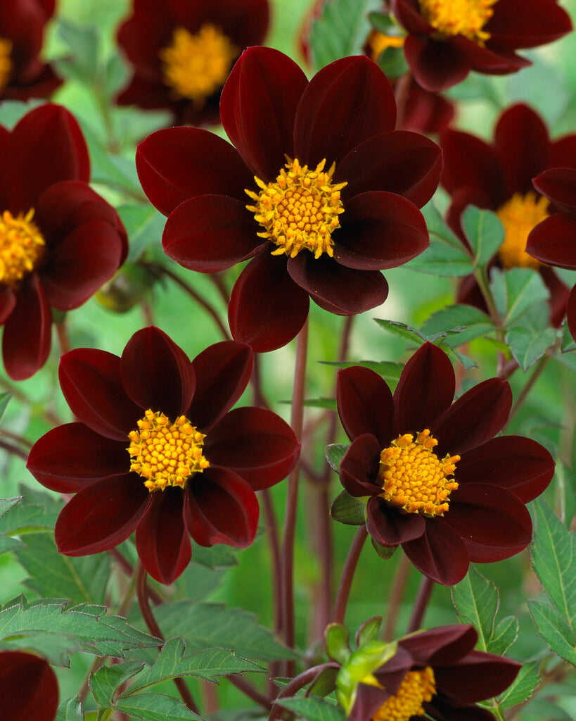 Dahlia Mexican Star