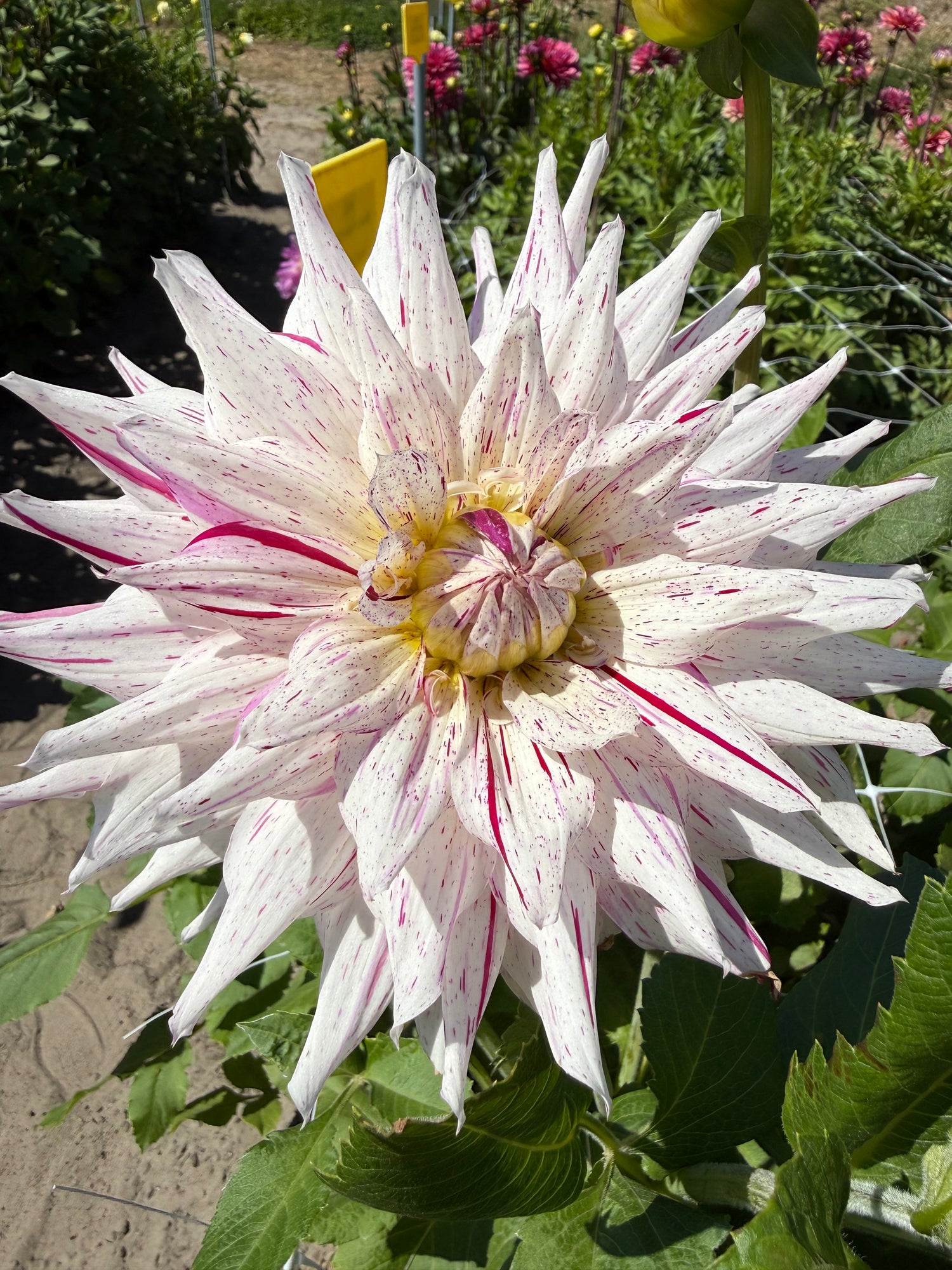 Dahlia Mick's Peppermint