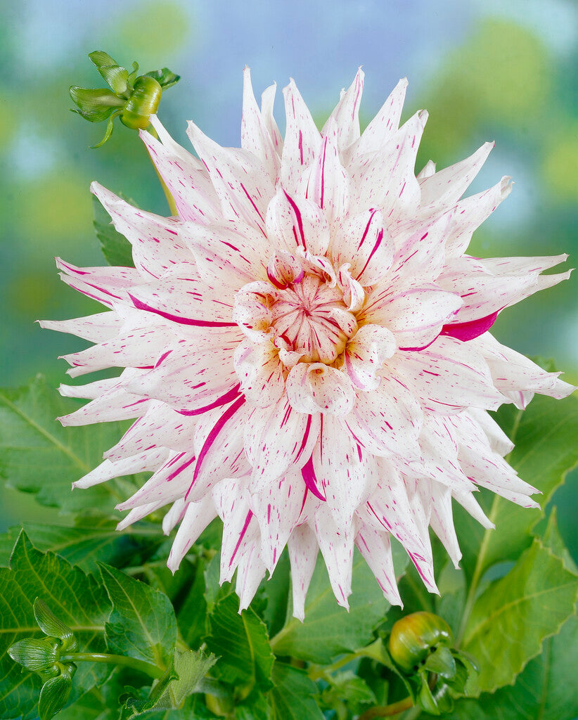 Dahlia Mick's Peppermint