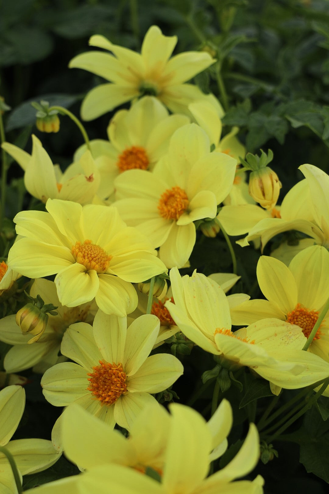 Dahlia Mignon Yellow