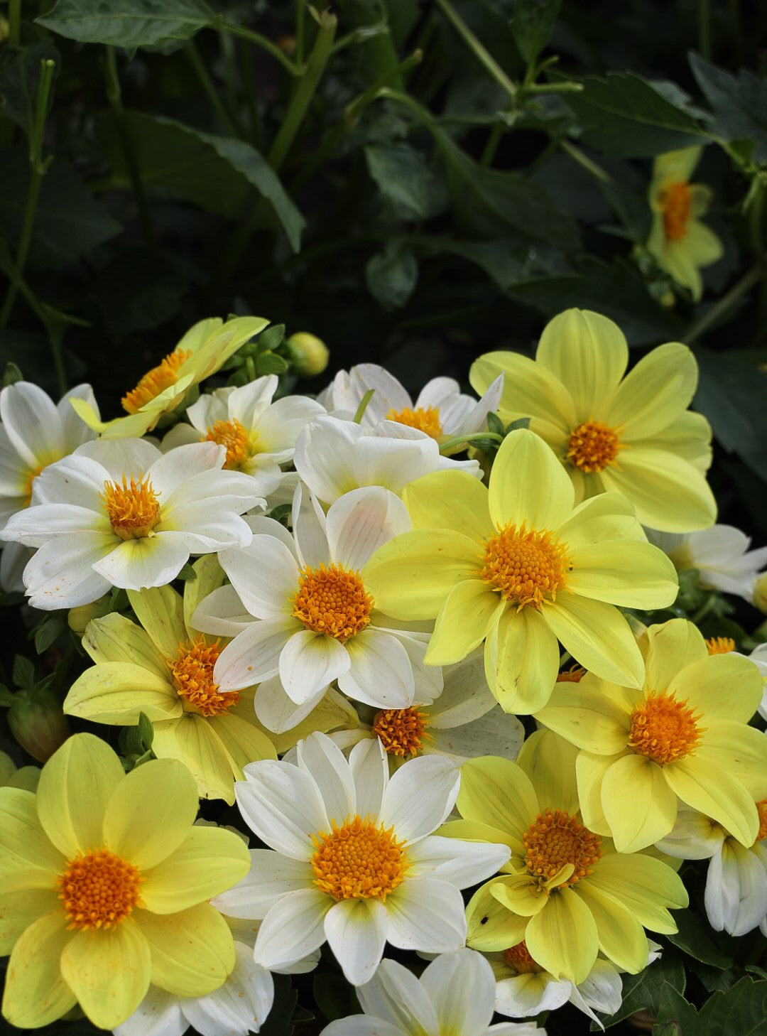 Dahlia Mignon Yellow/White Mix