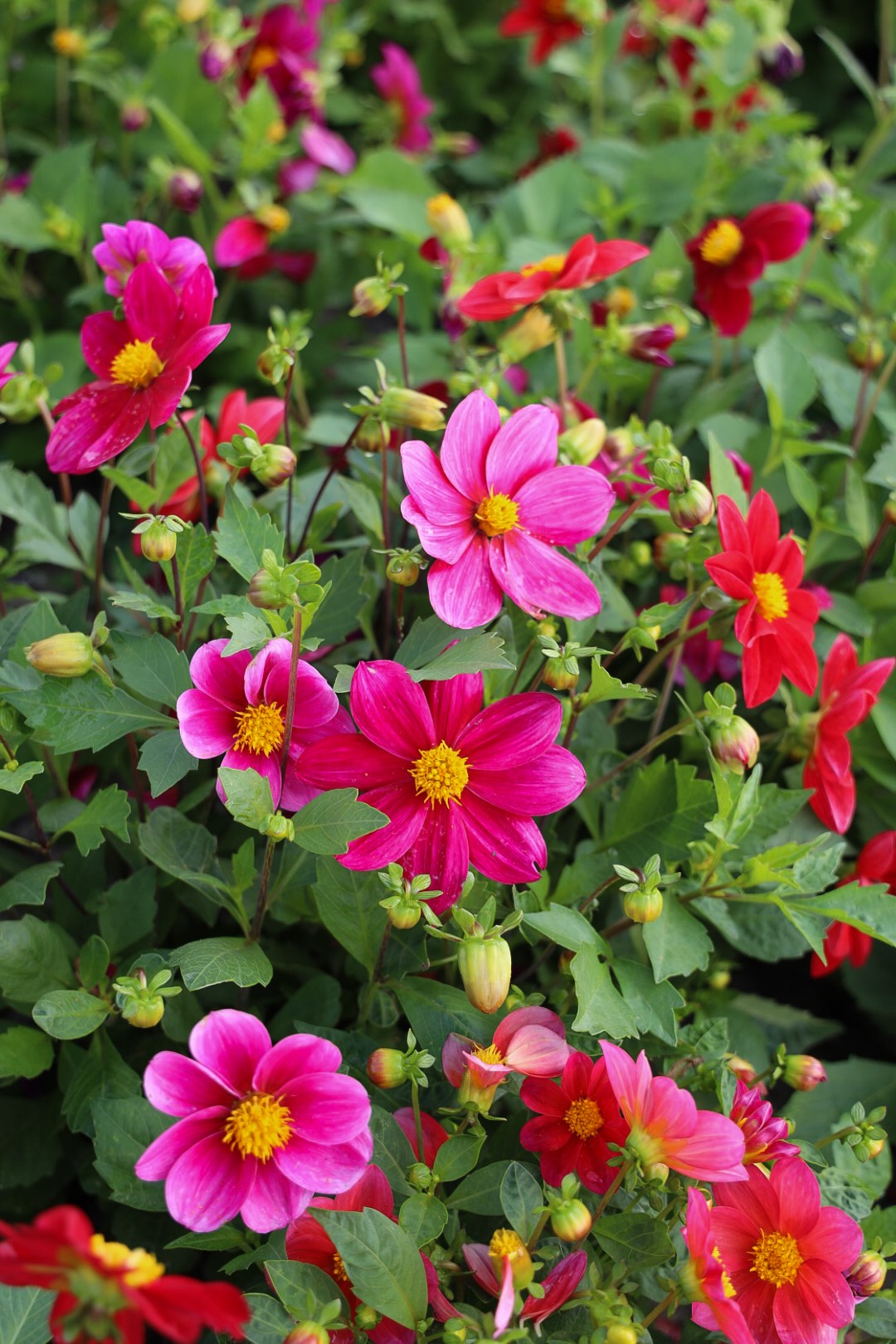 Dahlia Mignon Purple