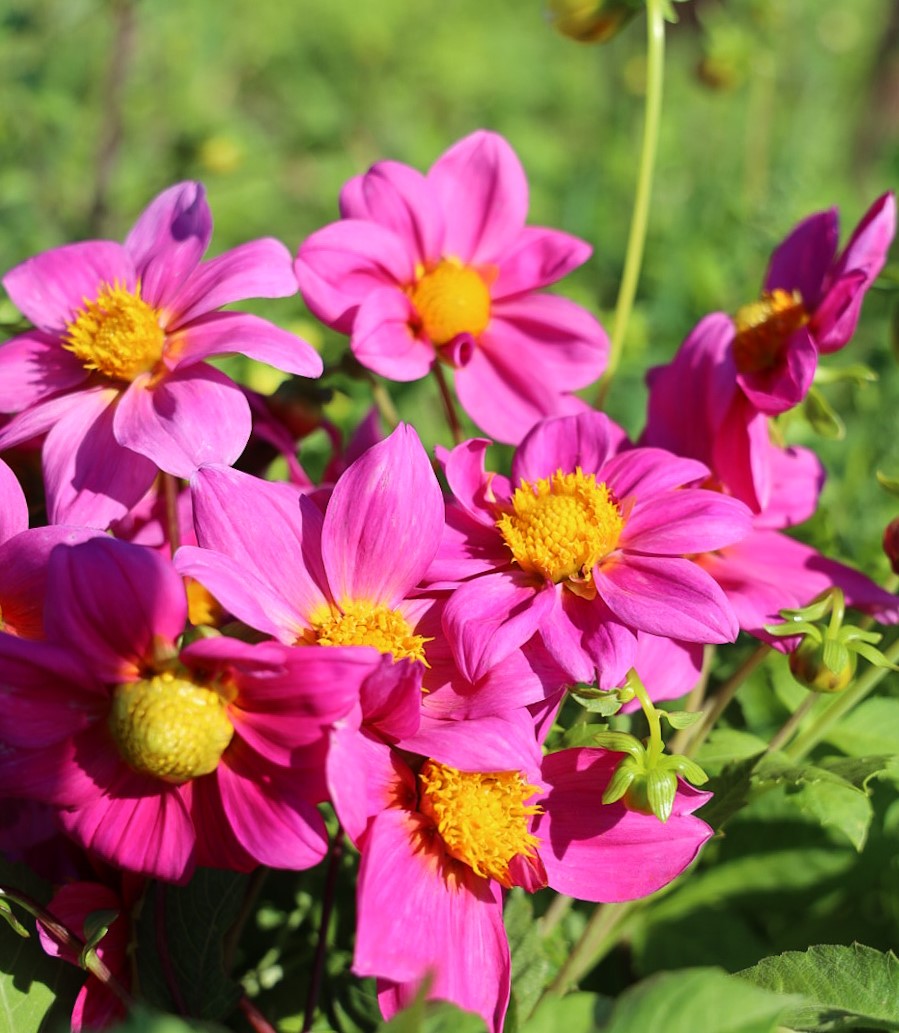 Dahlia Mignon Pink