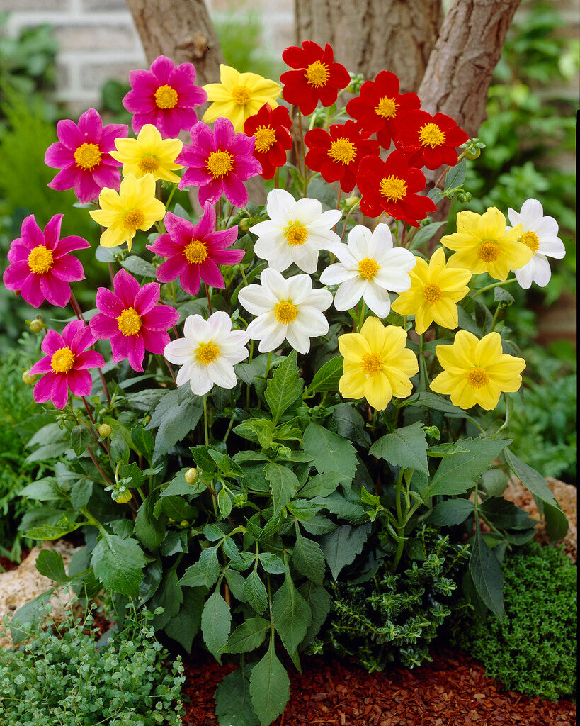 Dahlia Mignon Mix