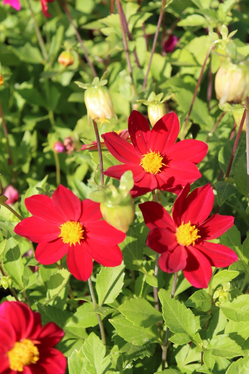 Dahlia Mignon Red