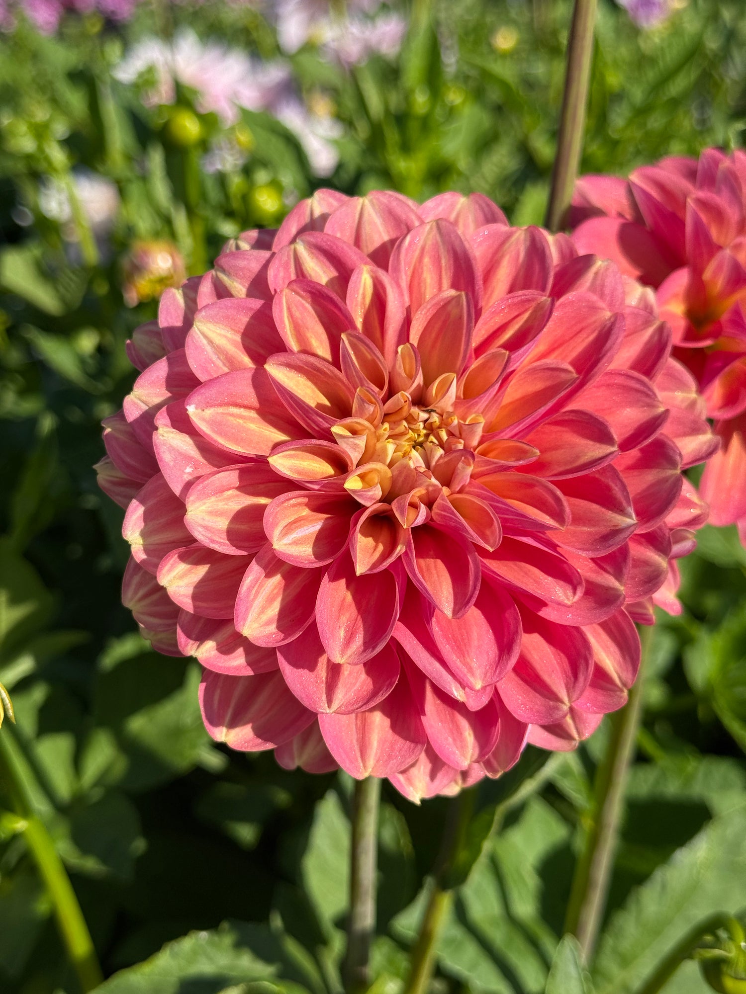 Dahlia Milena F