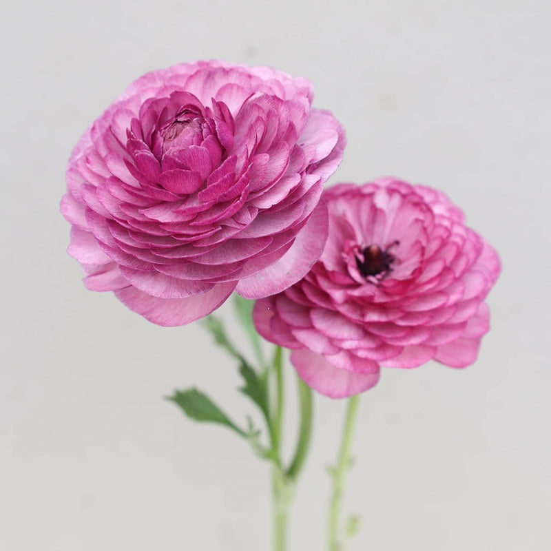 Ranunculus Milka