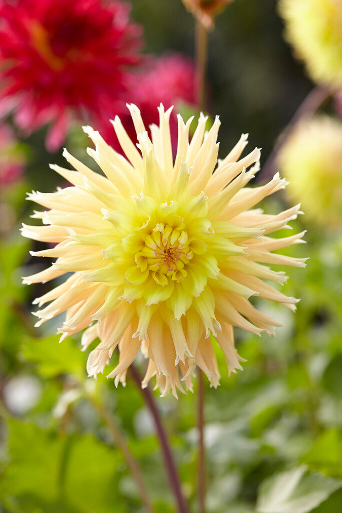 Dahlia Mingus Joshua