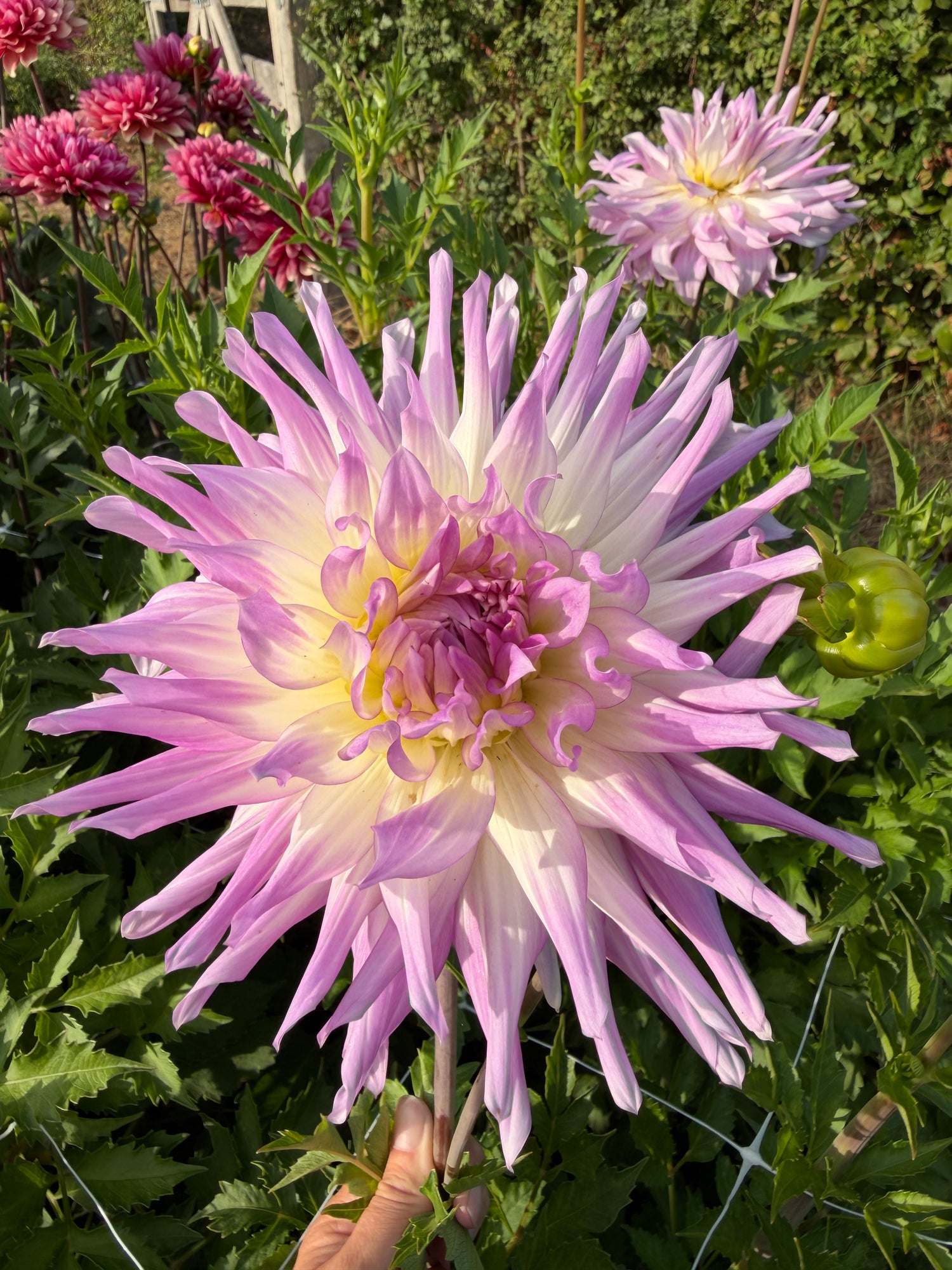 Dahlia Mingus Randy