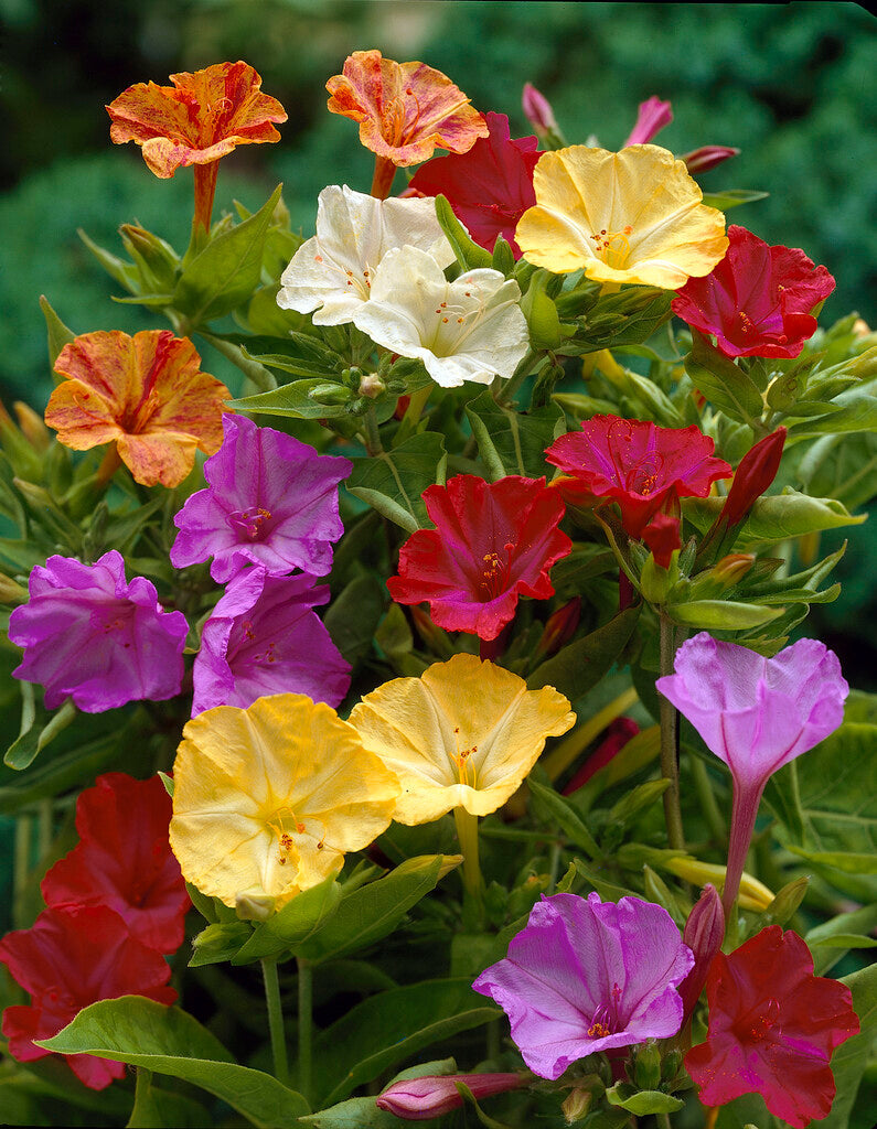 Mirabilis Jalapa