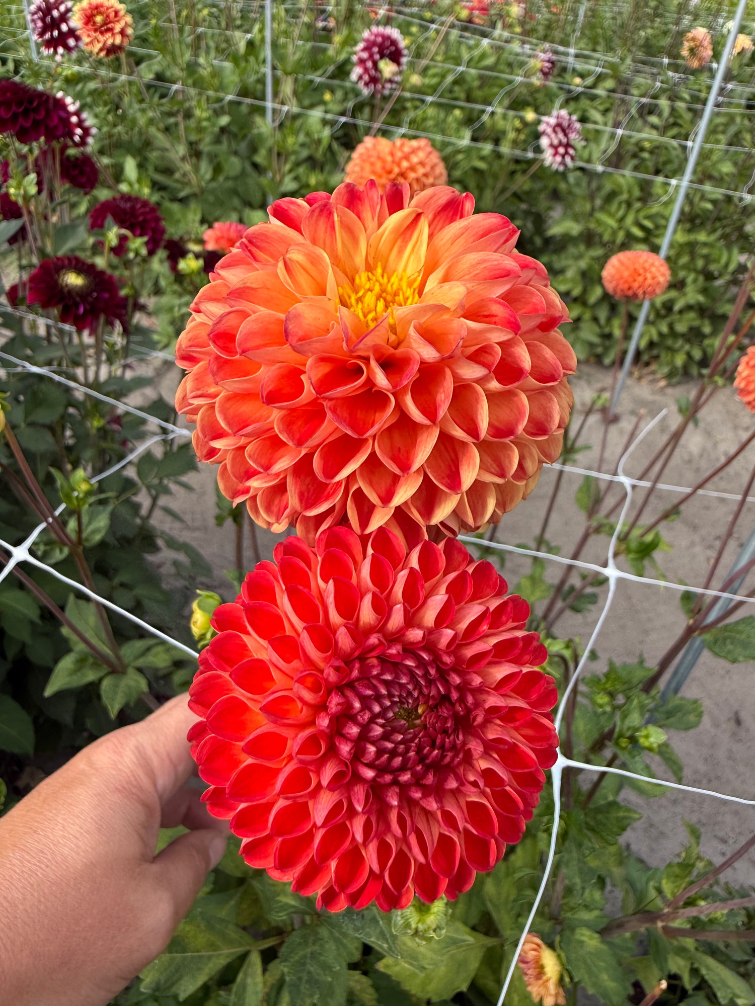 Dahlia Jowey Nice
