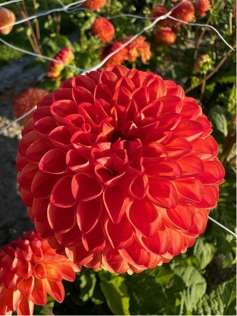 Dahlia Mirella