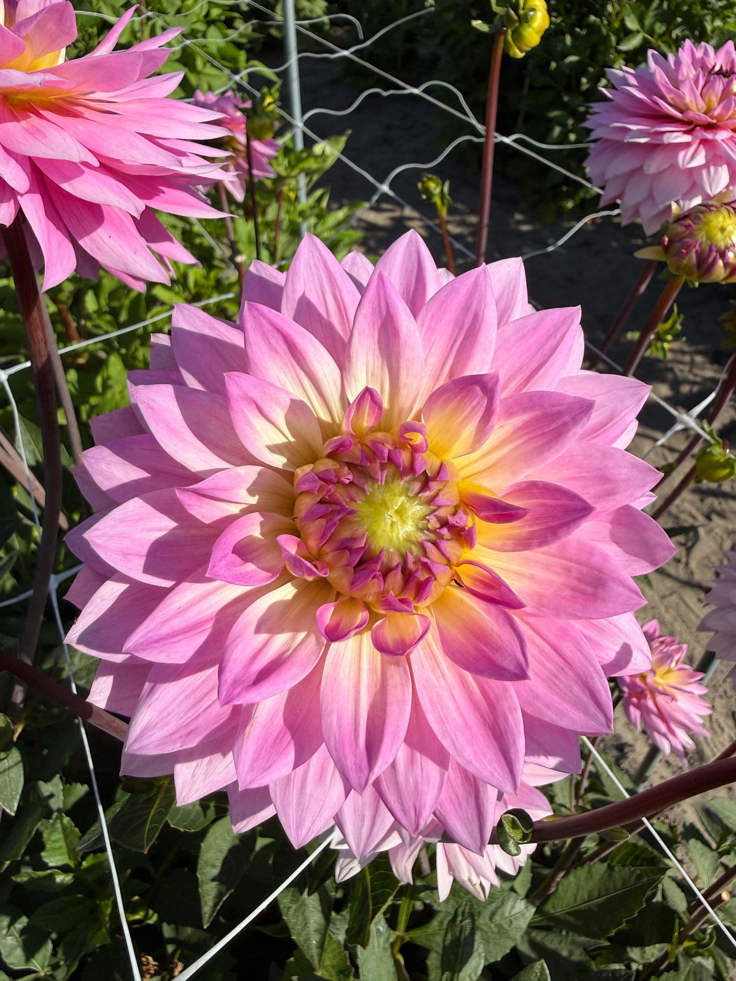 Dahlia Miss Delilah
