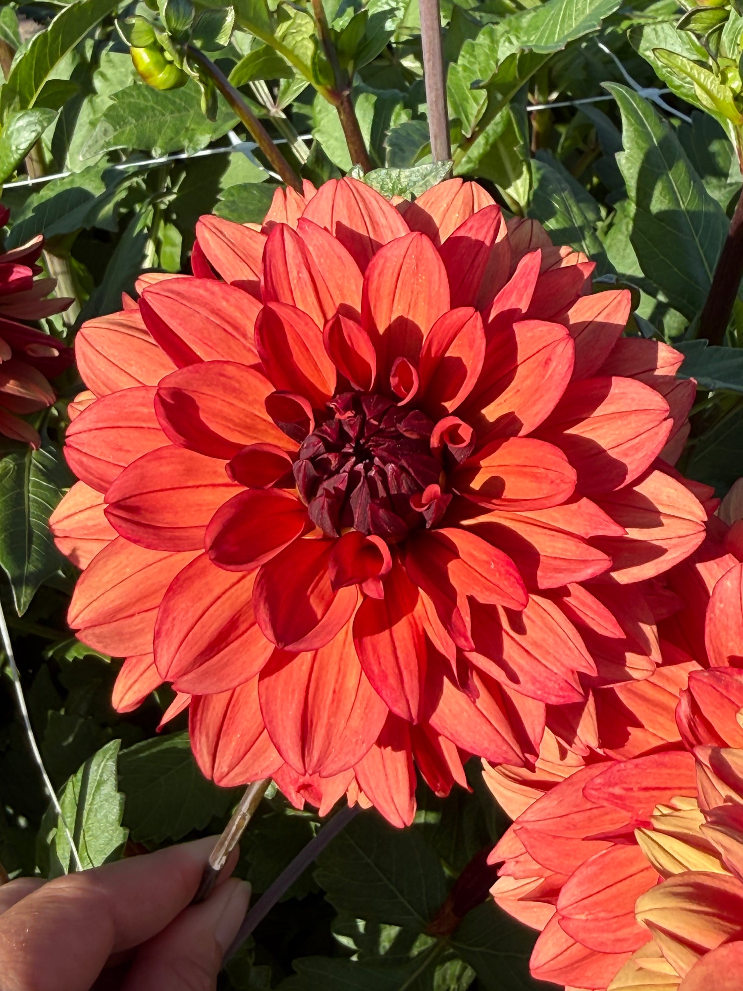 Dahlia Missis Miley