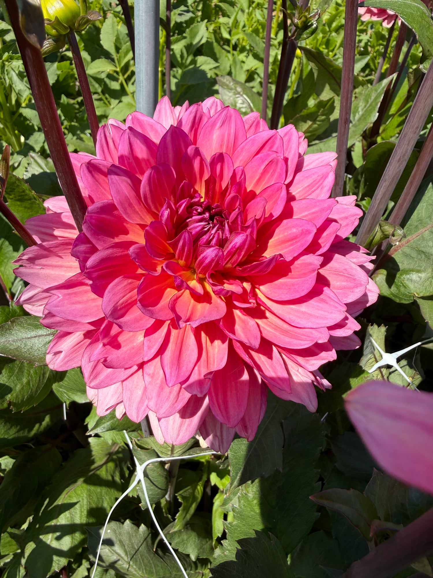 Dahlia Missis Dutch