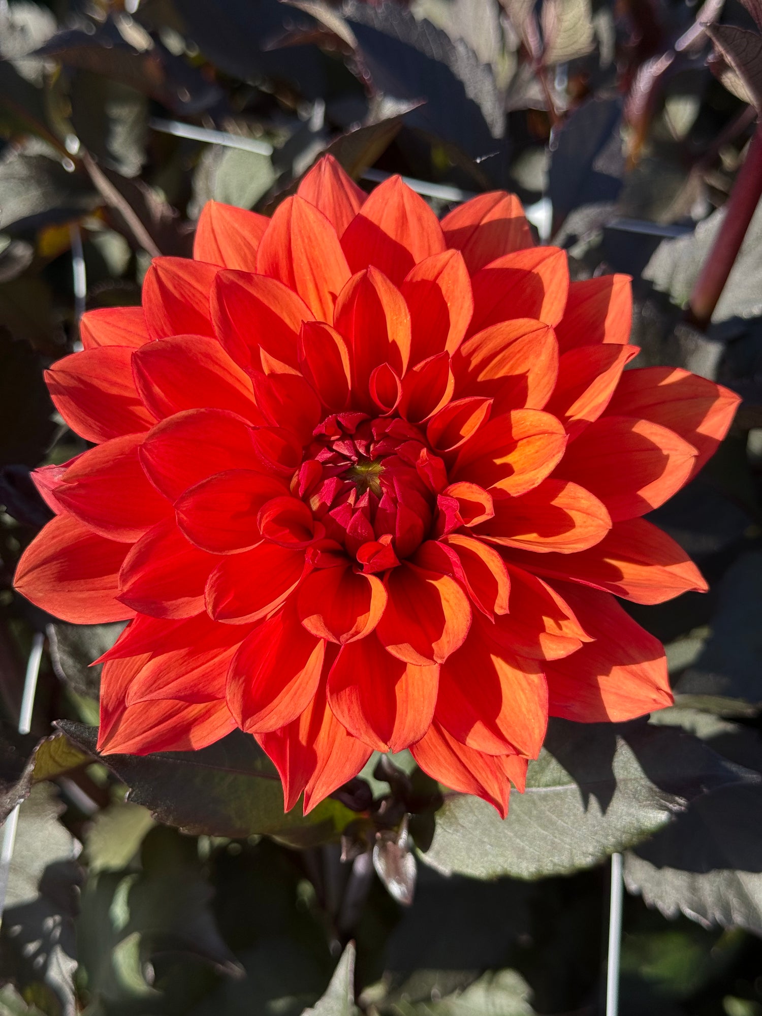 Dahlia Missis Trucella