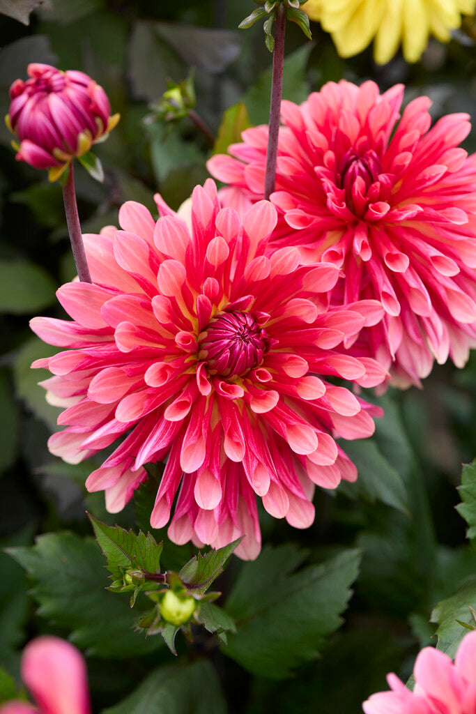 Dahlia Missis Dutch