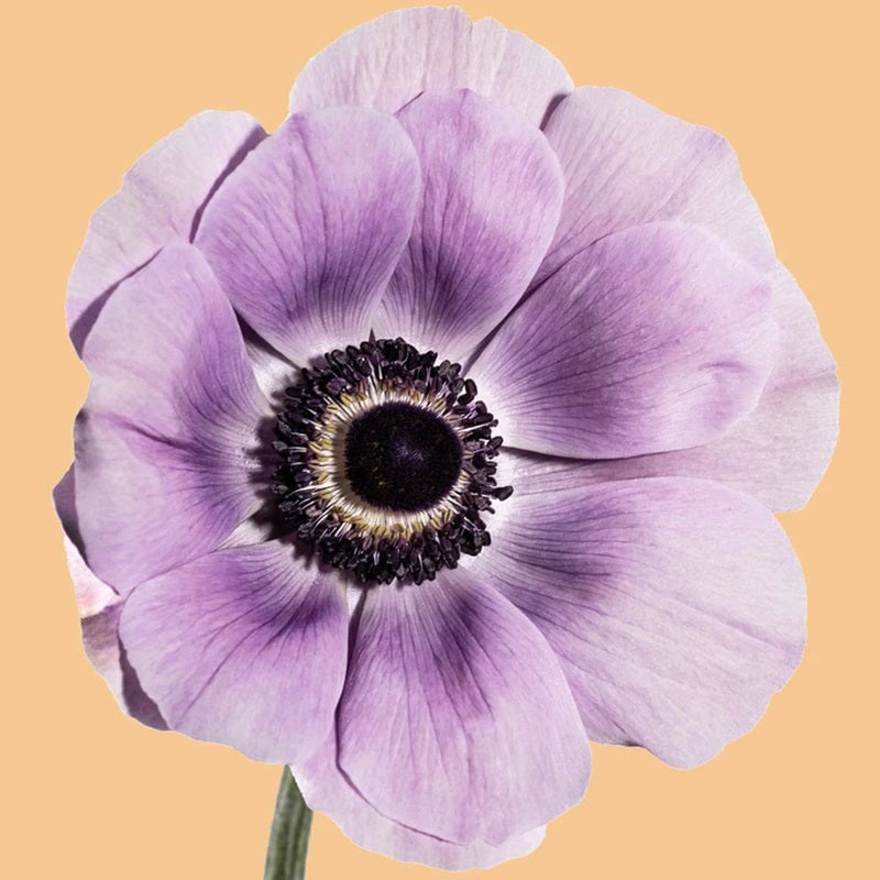 Anemone Mistral Plus Milka