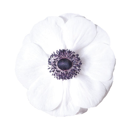 Anemone Mistral Plus Panda