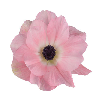 Anemone Mistral Rosa Chiaro