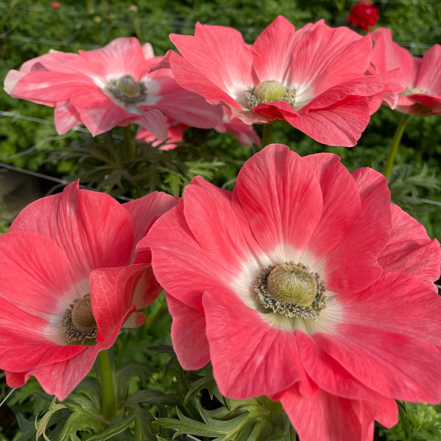 Anemone Mistral Tigrato Salmone