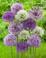 Allium mix 12+