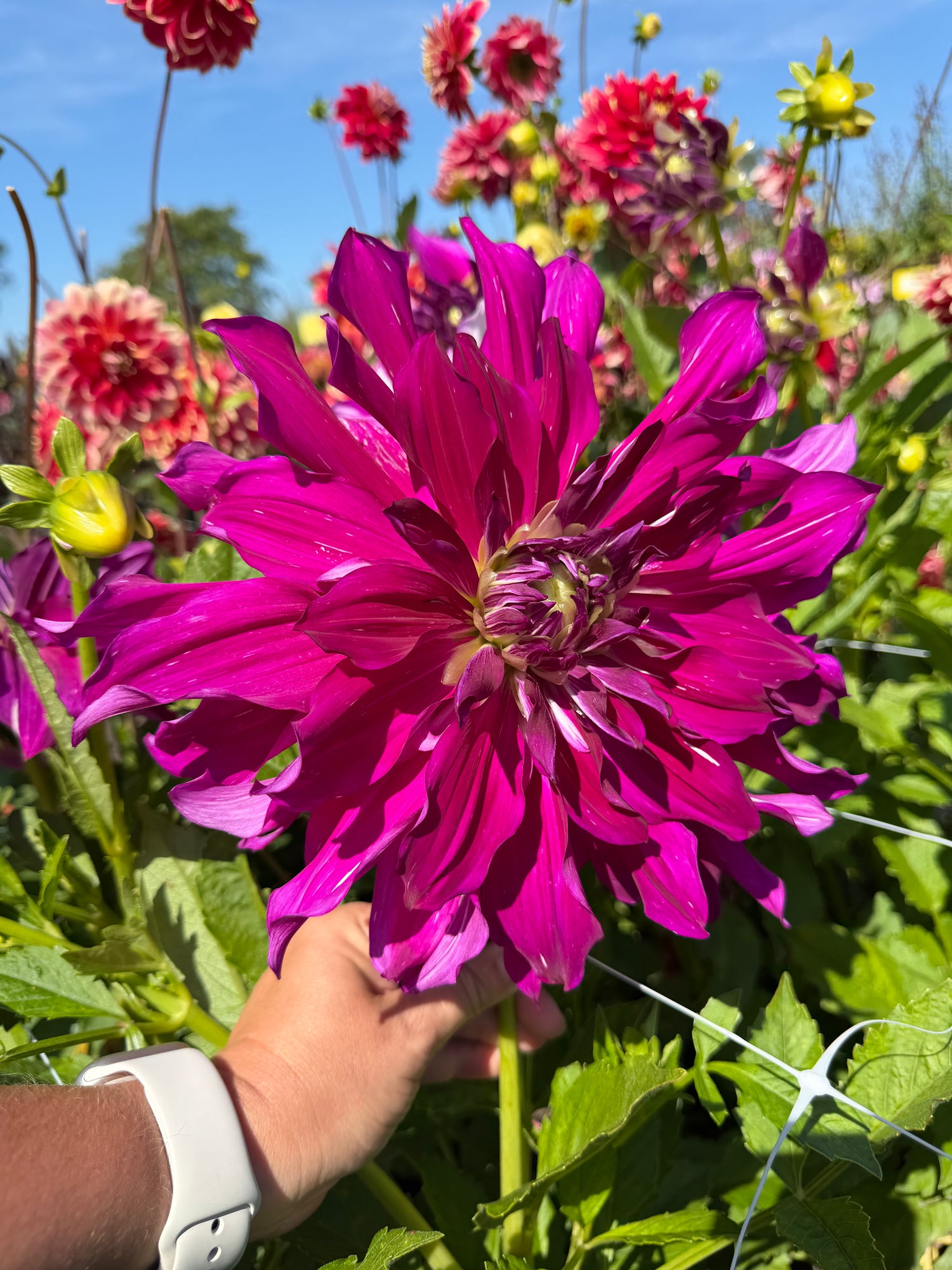 Dahlia Mom's Special
