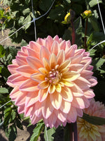 dahlia mondriaan
