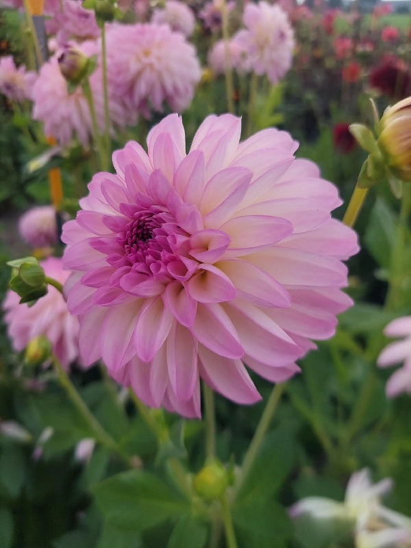 Dahlia Morning kiss