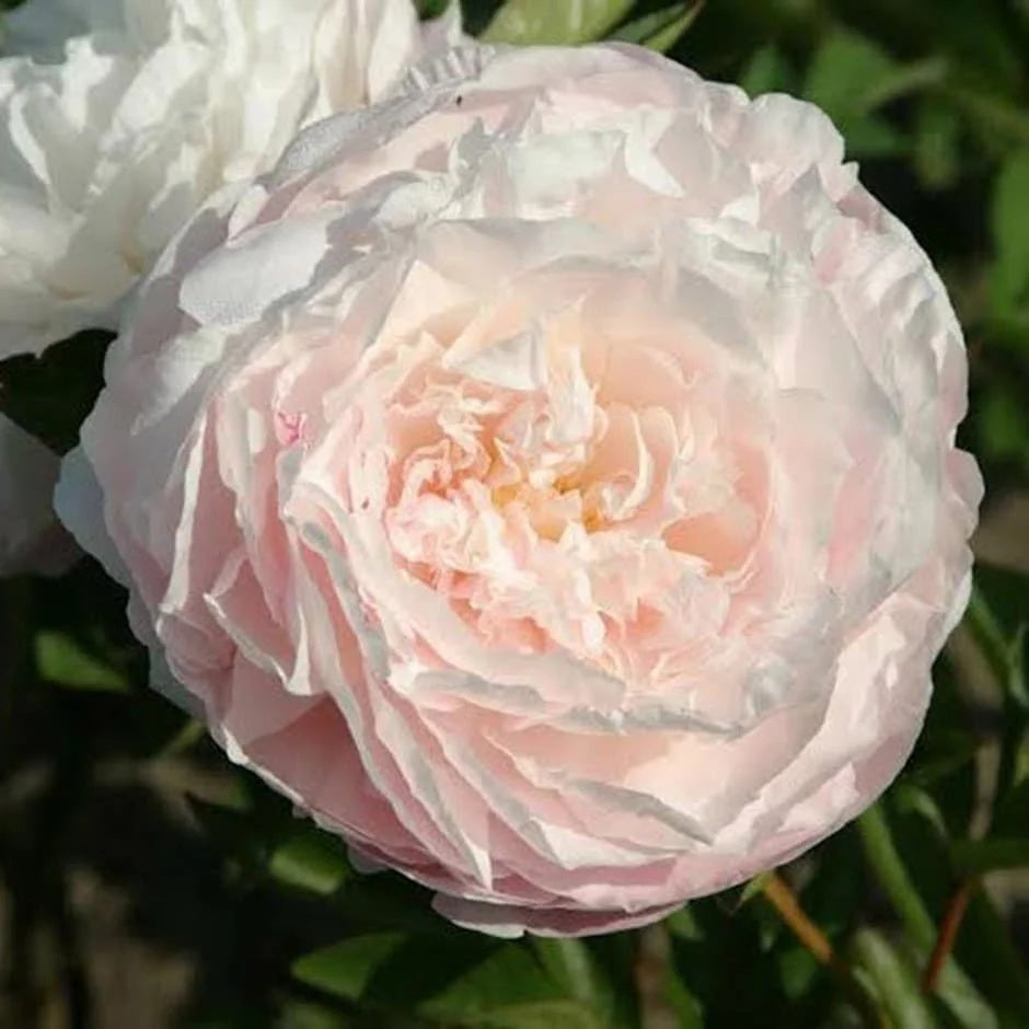 Paeonia Mothers Choice