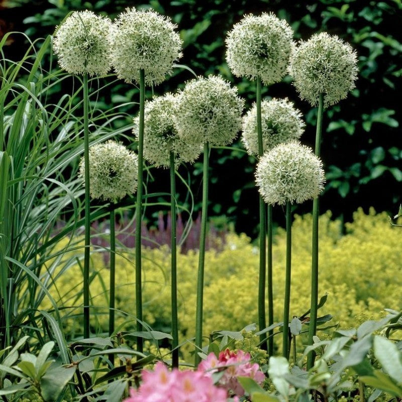 Allium Mount Everest