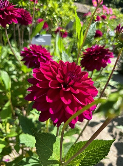 Dahlia Mr Blue