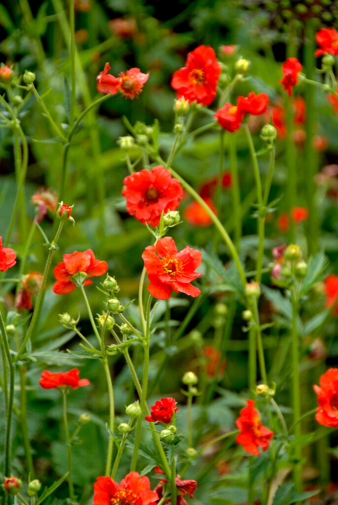 Geum Mrs. Bradshaw