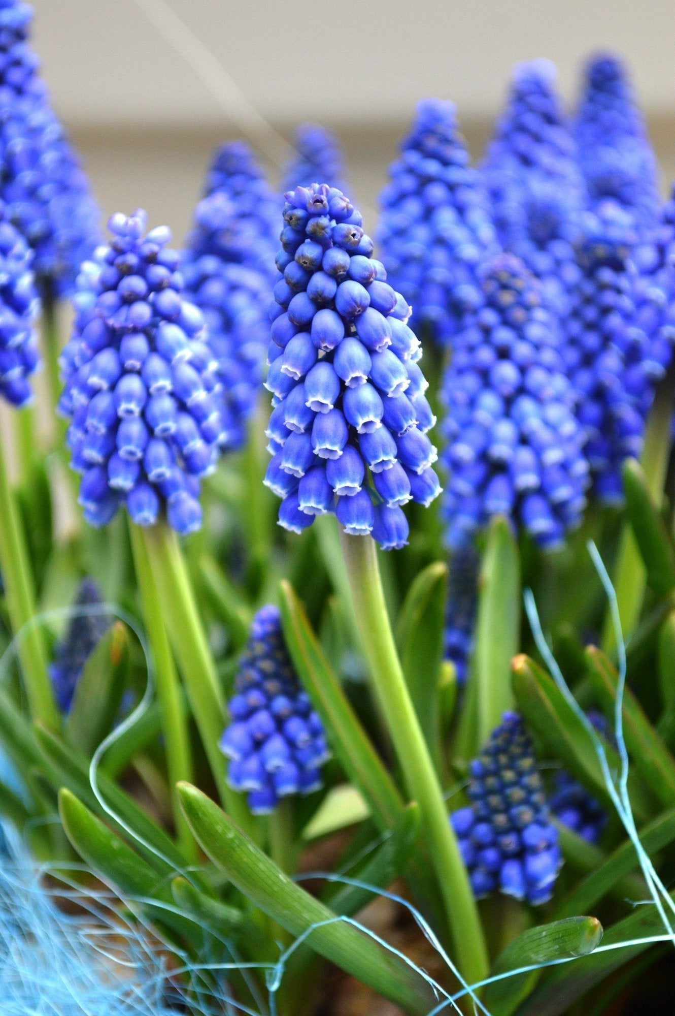 muscari armeniacum