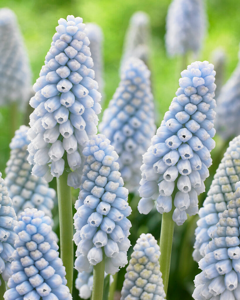 Muscari Babys Breath