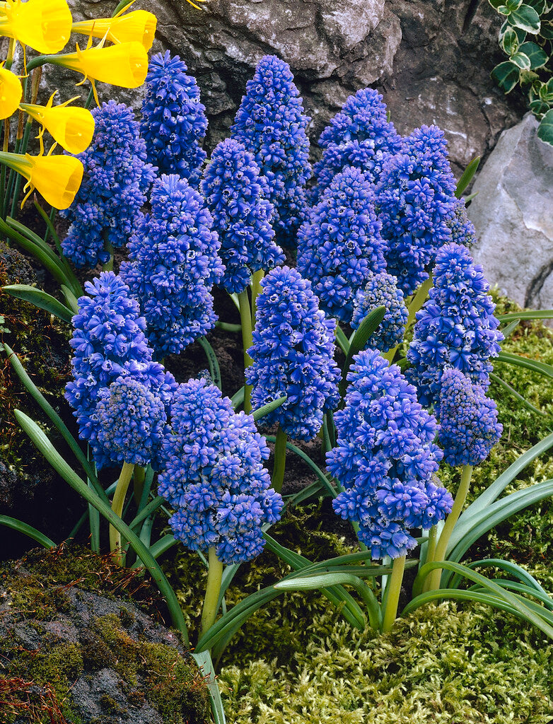 Muscari Blue Spike