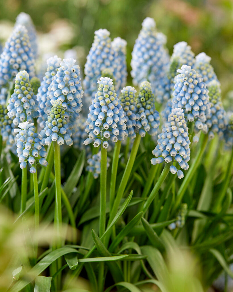 Muscari Cool Blues