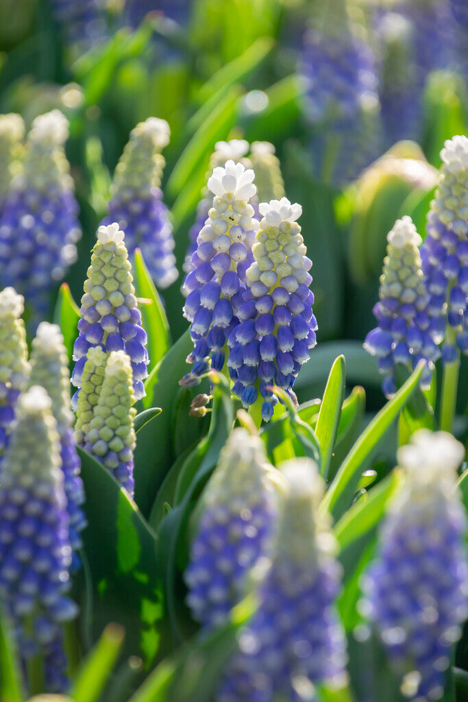 Muscari Emmy