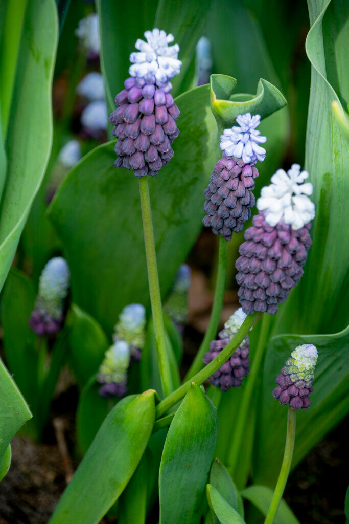Muscari Grape Ice